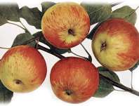 Jabloň Coxova reneta