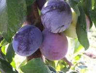 Švestka Durancie