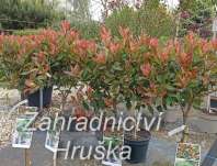 blýskavka - Photinia fraseri 'Chico'