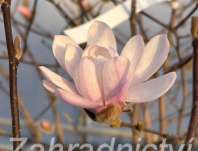 šácholan - Magnolia stellata 'Waterlily'