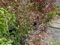 buk - Fagus sylvatica 'Atropurpurea'