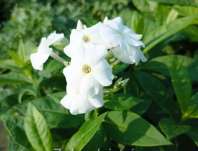 Phlox paniculata Adessa White