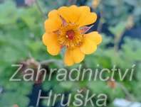 Geum heldreichii Georgensberg