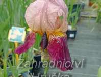 Iris barbata - elatior Cimaron Strip