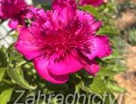 Paeonia lactiflora Purple Spider