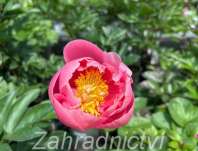 Paeonia lactiflora Salmon Chiffon