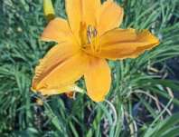 Hemerocallis Burning Daylight