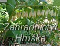 Polygonatum multiflorum