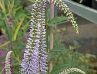 Veronicastrum virginicum Fascination