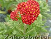 Achillea millefolium Desert Eve Red