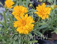 Coreopsis grandiflora Double The Sun