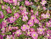 Gypsophila muralis Gypsy Deep Rose