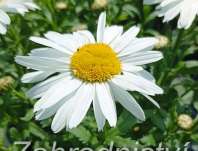 Leucanthemum maximum Madonna