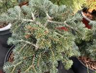jedle - Abies borisii regisii J. K. Greece