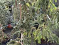 jedle - Abies pinsapo 'Pendula'