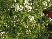 trojpuk - Deutzia hybrida 'Pink Pom-Pom'
