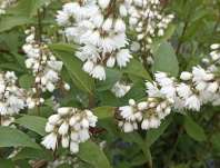 trjpuk - Deutzia scabra 'Codsall Pink'