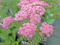 Achillea millefolium Pretty Belinda