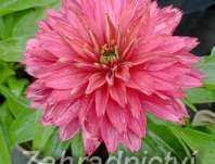 Echinacea SunSeekers Sweet Fuchsia