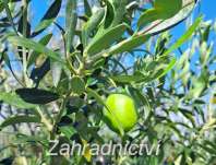 Olivovník Chalkidiki