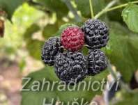 Maliník Black Jewel