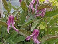 plamének - Clematis 'Hanajima'