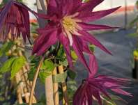 plamének - Clematis 'Purple Surprise'