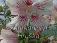 ibišek - Hibiscus syriacus 'Stardust Chiffon'