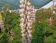 Lupinus pol. Legendary Rose Shades