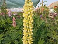 Lupinus pol. Legendary Yellow Shades