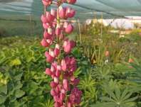 Lupinus polyphyllus Lupini Red