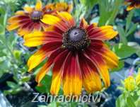 Rudbeckia hirta Capuccino