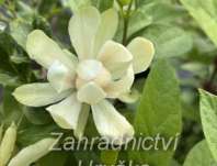 sazaník - Calycanthus 'Venus'