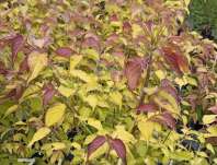 Lejcestérie - Leycesteria formosa 'Golden Lanterns'