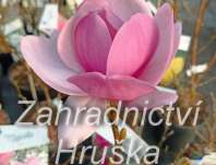 šácholan - Magnolia 'Cleopatra'