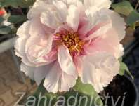 dřevitá pivoňka - Paeonia sufruticosa Yin Hong Qiao Dui