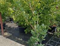 dub - Quercus robur 'Fastigiata'