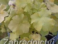 Heuchera Citronelle