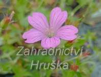 Geranium wlassovianum Typ Crug Farm