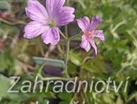 Geranium oxonianum Lady Moore