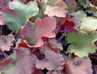Heuchera Rex Dark Amber