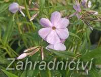 Phlox glaberrima ssp. triflora Bill Baker