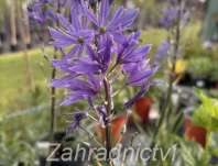 Camassia leichtlinii Caerulea
