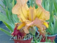 Iris barbata - elatior Howard Weed
