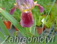 Iris barbata - nana Cherry Garden
