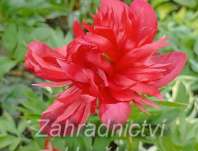 Paeonia lactiflora Diana Parks