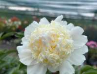 Paeonia lactiflora Top Brass