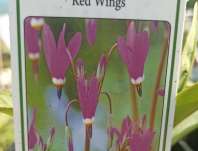 Dodecatheon Red Wings