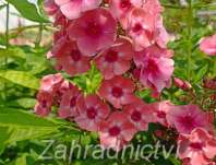 Phlox paniculata Larissa