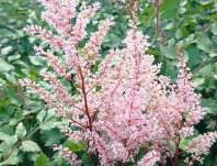 Astilbe Raspberry